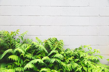 Leaves & White Brick Background photo