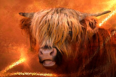 Horns foot animal