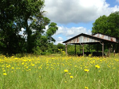 Yellow grass shed