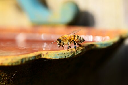 Buckfast insect honey bee
