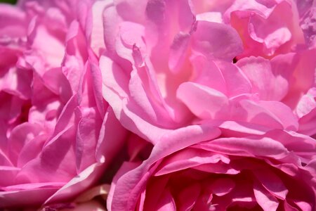 Beautiful beautiful flowers bloom