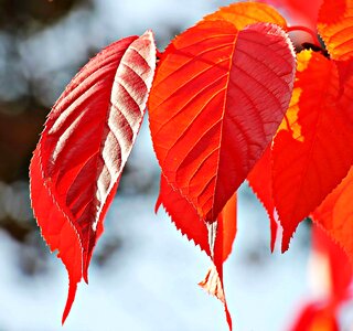 Autumn autumn season branch