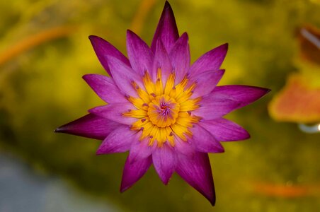 Beautiful beautiful flowers beautiful photo