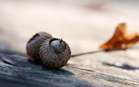 Acorn autumn autumn season