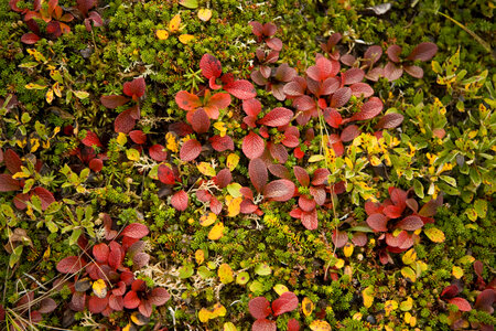 Tundra at Izembek National Wildlife Refuge-2