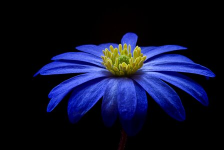 Bloom blue balkan anemone