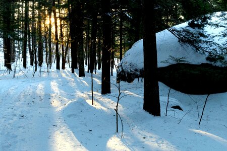 Forest landscape snow