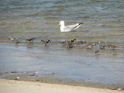 Herring gull and shorebirds photo