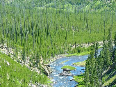 Yellowstone National Park Wyoming Forest
