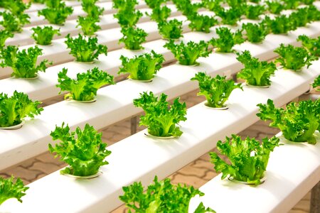 Agriculture beautiful photo crops