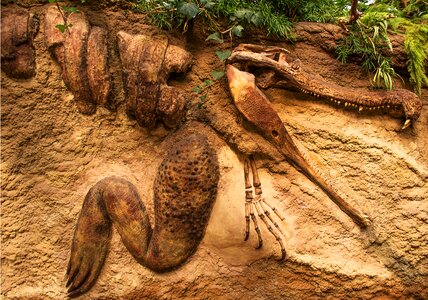 Crocodile dinosaur fossilized photo