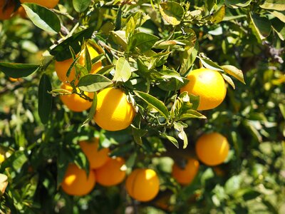 Citrus fruits tree leaves photo