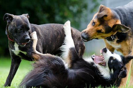 Playing dogs puppy group big and small photo