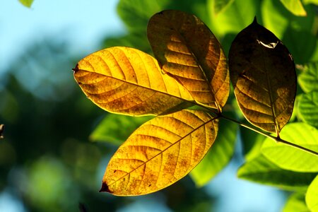 Nature green season