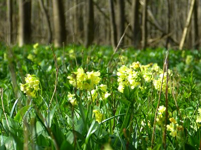 Primula vulgaris flower blossom photo