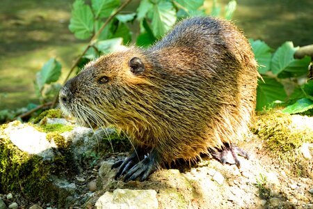 Nager beaver protection animal photo