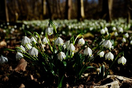 Bloom white forest photo