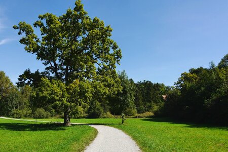 Tree forest oak starnberg