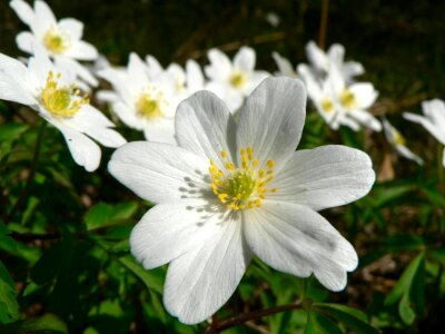 Anemone Anemone nemorosa beautiful