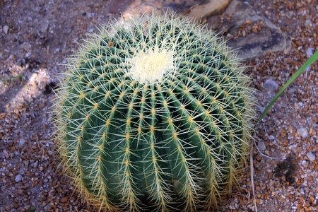 Echinocactus grusonii thorns spikes photo