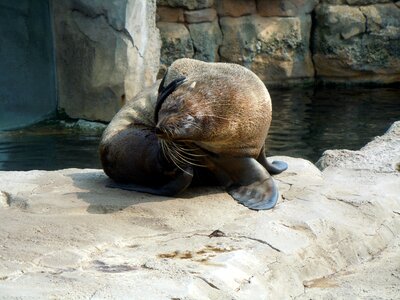 Fur seal aquatic animal body care photo