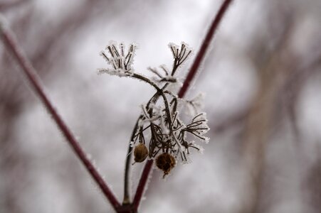 Hoarfrost pine needles winter photo