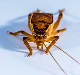 Viridissima insect close up