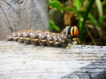 Nature animals caterpillar