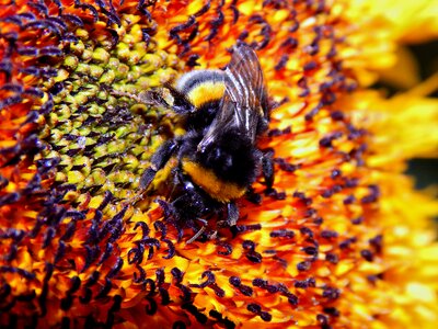 Nature sunflower pollen photo