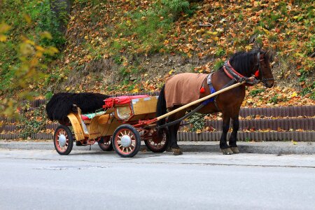 Carriage animal fall photo