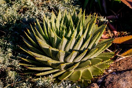 Rosette spiral pattern photo