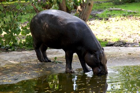 Mammal safari south america photo