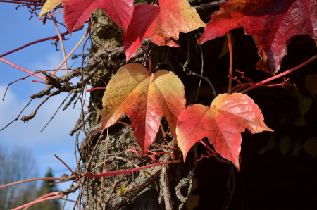 October emerge leaves