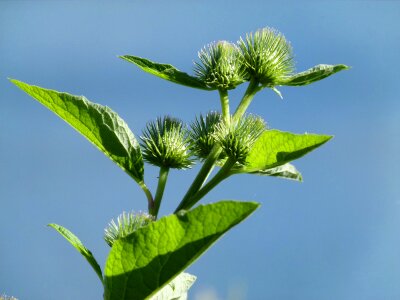 Wild plant flora green