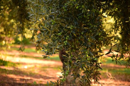 Flora foliage grass photo