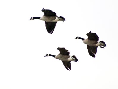Waterfowl bird flight