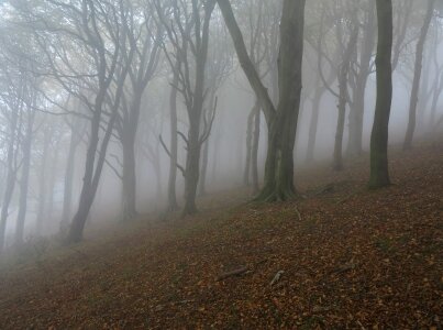 Alone dead trees fog photo