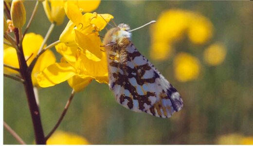 Beautiful butterfly flowers photo