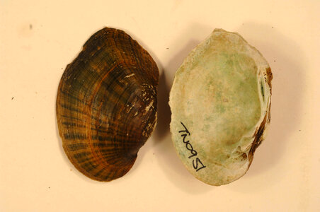 Epioblasma ahlstedti-1