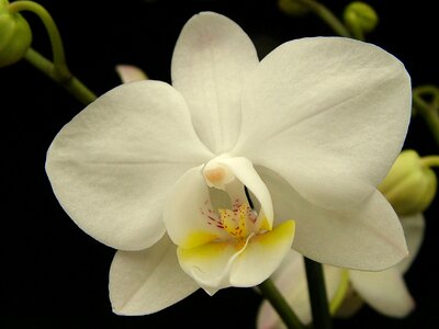 Flower petal tropical