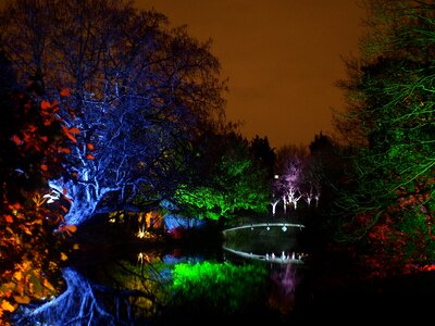 Enchanted woodland trees