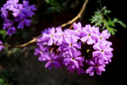Purple violet dainty