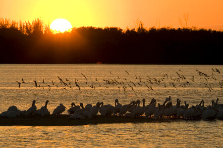 Sunset and shorebirds-1