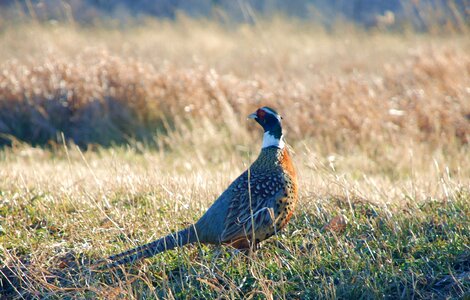 Plumage animal color
