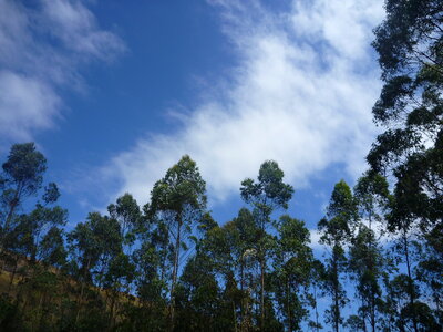 Tall Trees Forest Jungle Sky photo