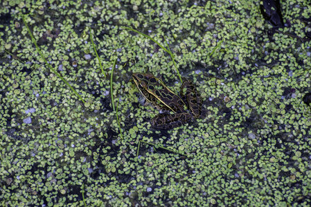 Frog trying to hide in the reeds at Horicon Marsh photo