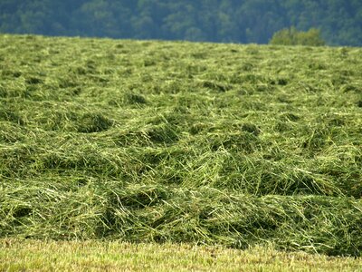 Forage mowed luftrocknung