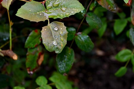 Moisture rain nature photo