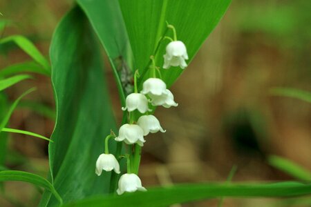 Plant green flora