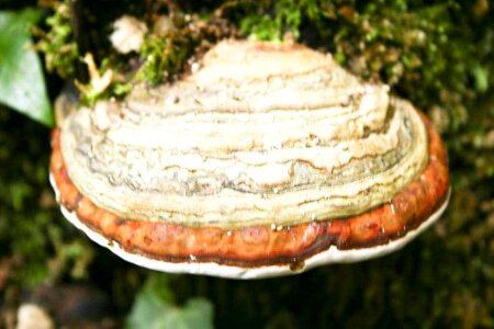 Agaric tree 